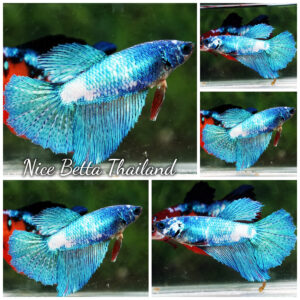 Betta fish Female HM The Sky Blue