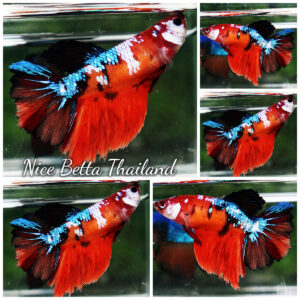 Betta fish Female HM Emerald Nemo Rosetail