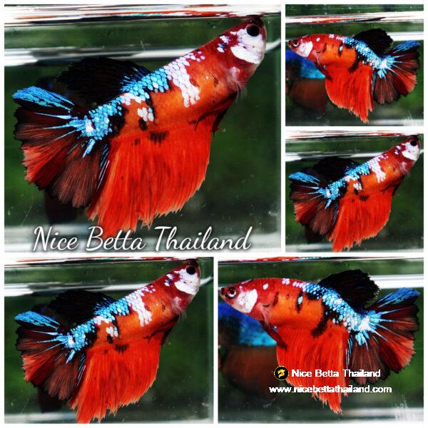 Betta fish Female HM Emerald Nemo Rosetail