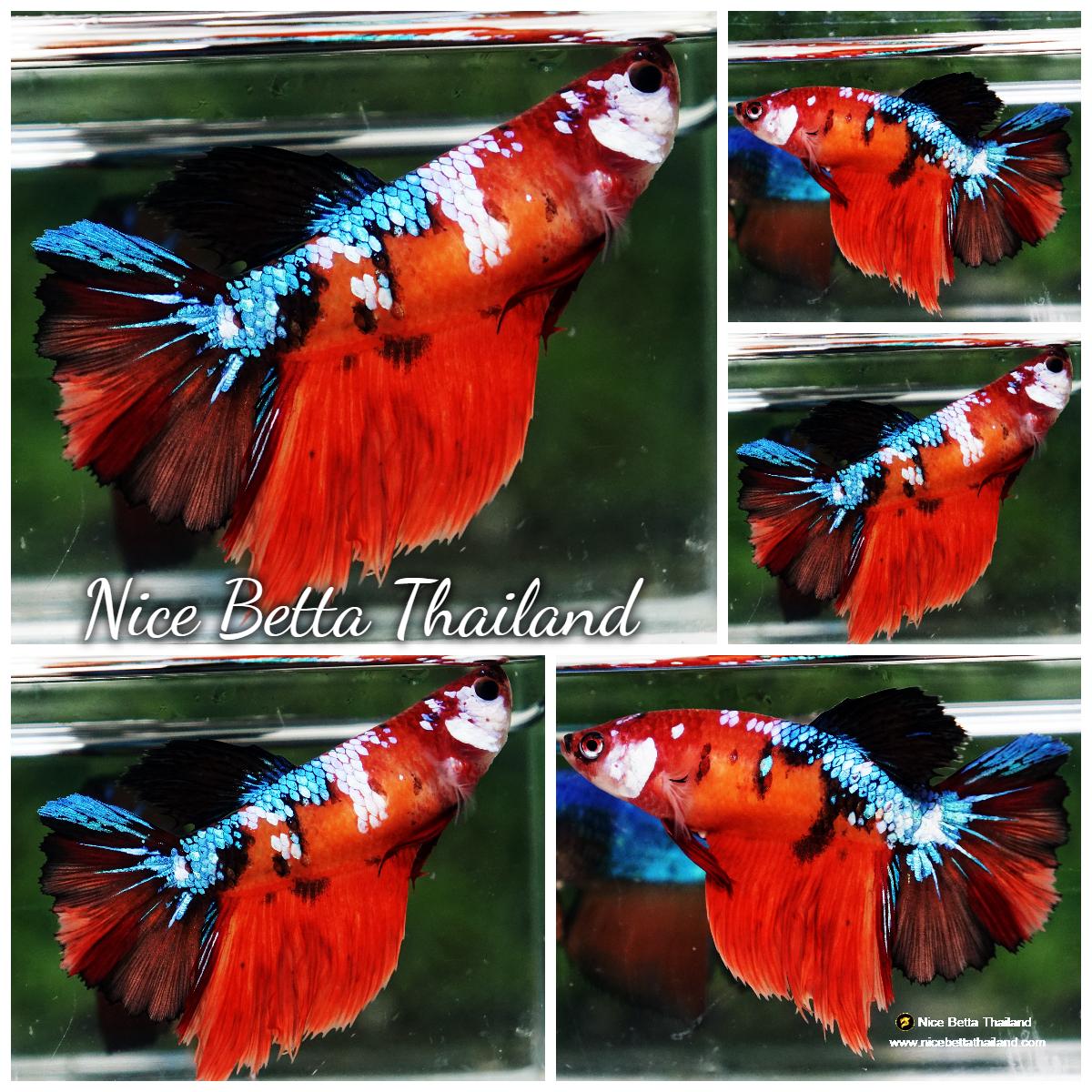 Betta fish Female HM Emerald Nemo Rosetail - nicebettathailand.com