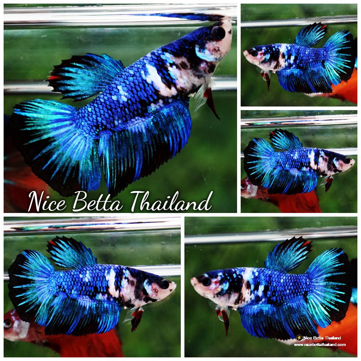 Betta fish Female HM Avarar Koi Genetic - nicebettathailand.com