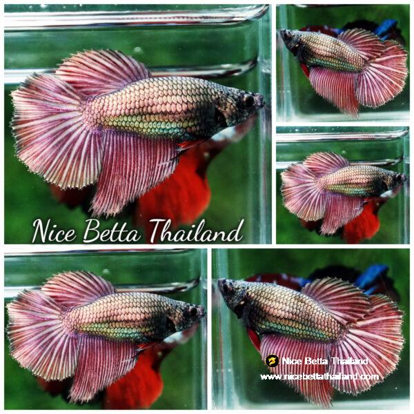 Betta fish Female HM Copper Gold
