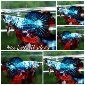 Betta fish Female HM Red Devil Thunder Gas