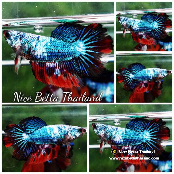 Betta fish Female HM Red Devil Thunder Gas