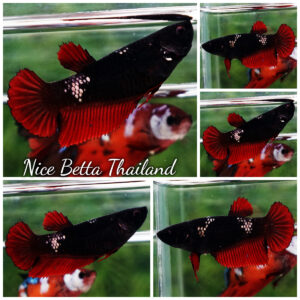 Betta fish Female HMPK Hell Boy Gold Scales Avatar
