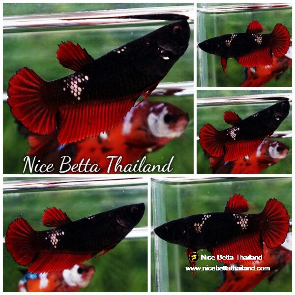 Betta fish Female HMPK Hell Boy Gold Scales Avatar