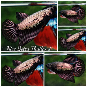 Betta fish Female HM Black Copper Dragon