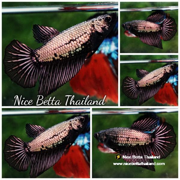 Betta fish Female HM Black Copper Dragon