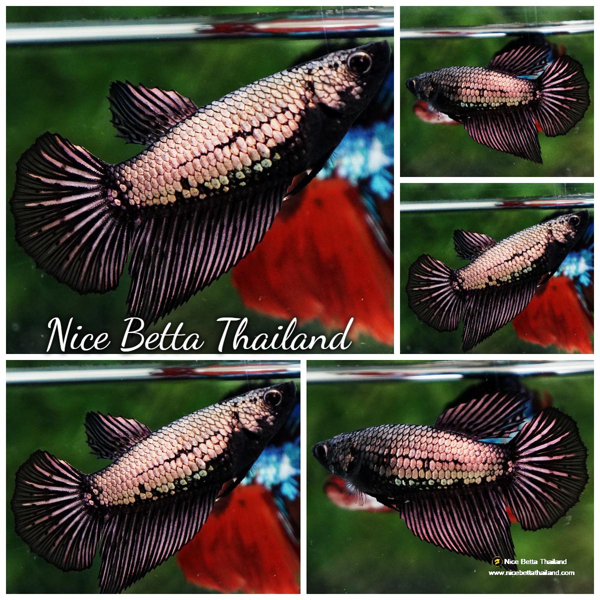 Betta fish Female HM Black Copper Dragon