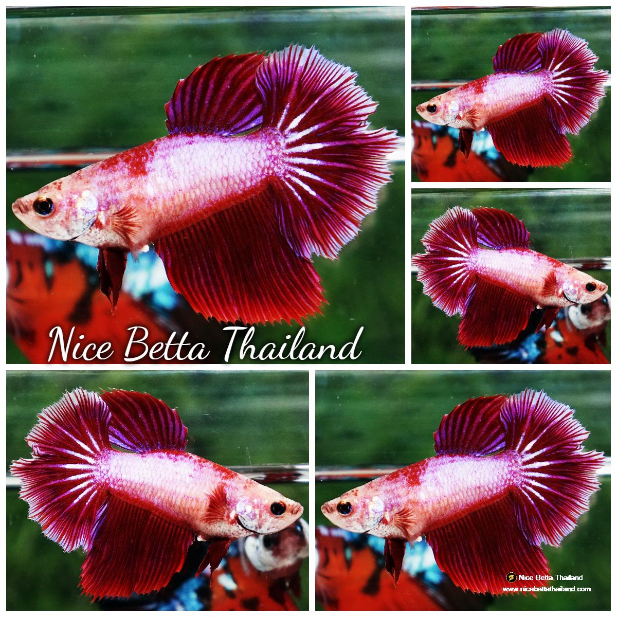 Betta fish Female HM Pink Unicorn Rosetail