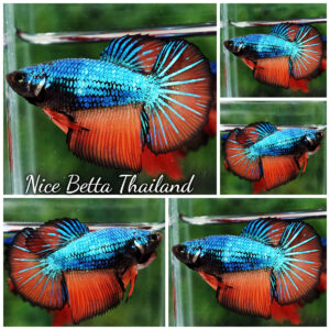 Betta fish Female HM Blue Choco Gas