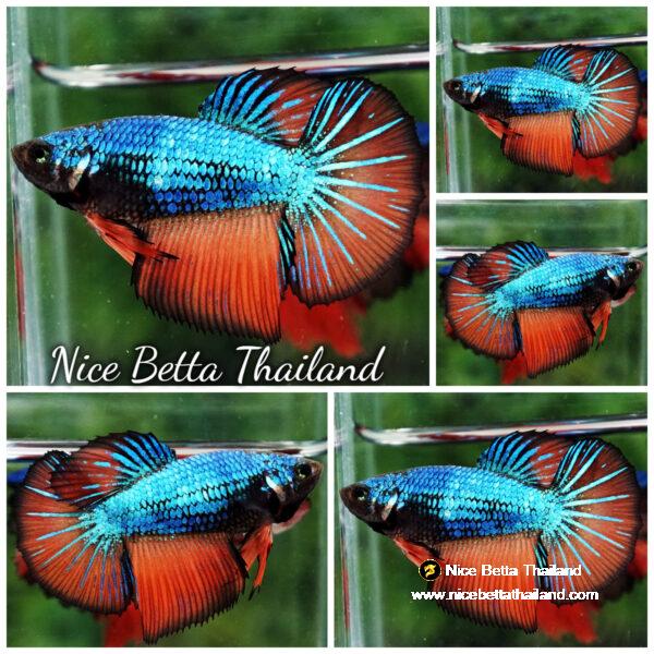 Betta fish Female HM Blue Choco Gas