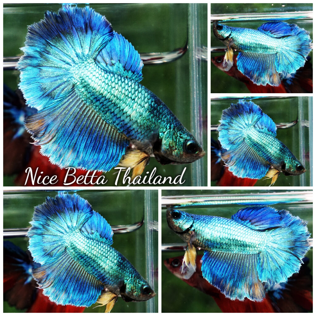 Betta fish Female HM Turquoise Yellow Necktie - nicebettathailand