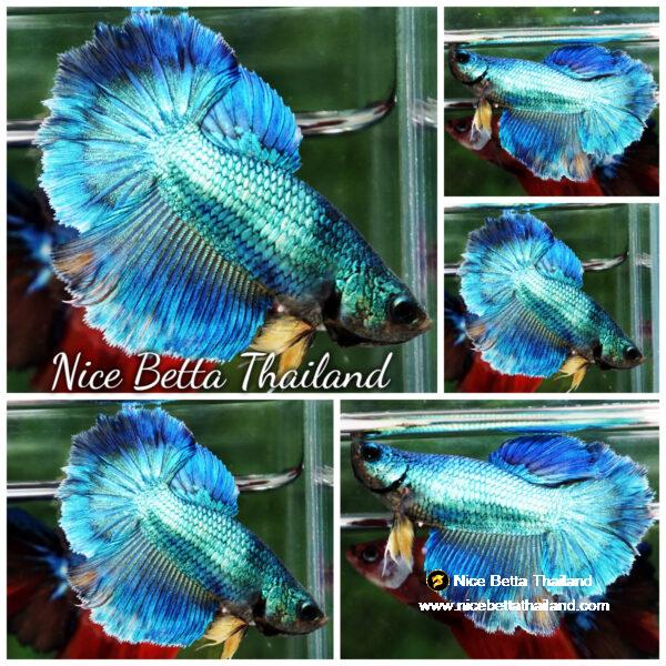 Betta fish Female HM Turquoise Yellow Necktie