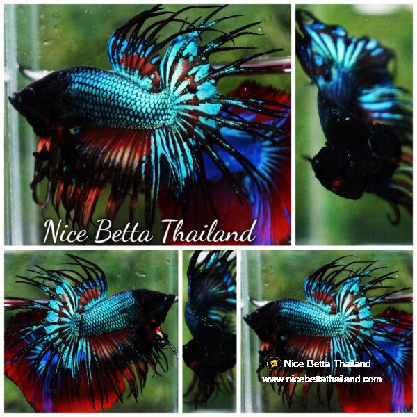 Betta fish CT Emerald Candy Nemo