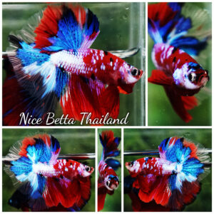 Betta fish OHM Santa Claus Sapphire Koi