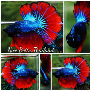 Betta fish OHM Blue on Fire