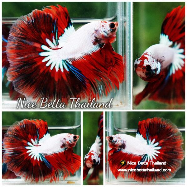 Betta fish OHM Snow Red Devil Star