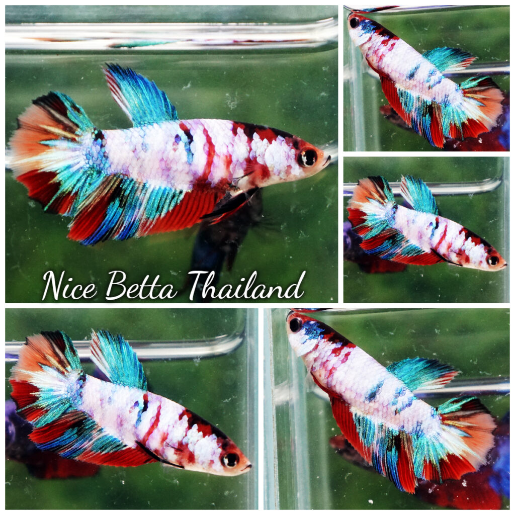 Betta fish Female HM Full Galaxy Nemo Candy - nicebettathailand.com