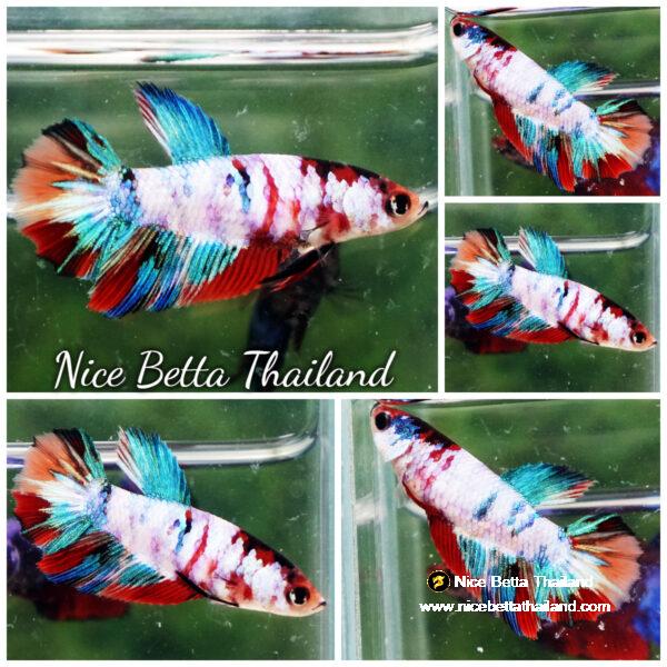 Betta fish Female HM Full Galaxy Nemo Candy