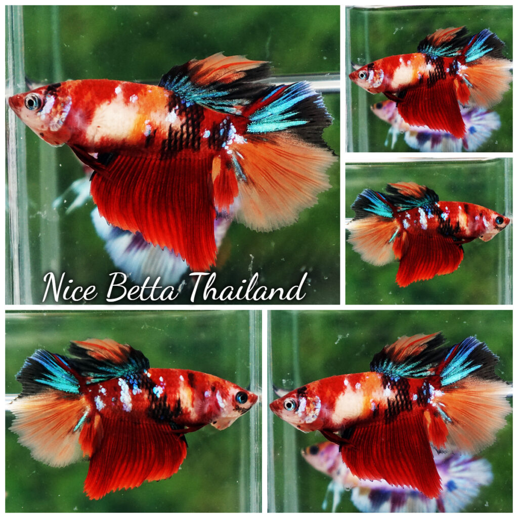 Betta fish Female HM Angry Emerald Candy Nemo - nicebettathailand.com