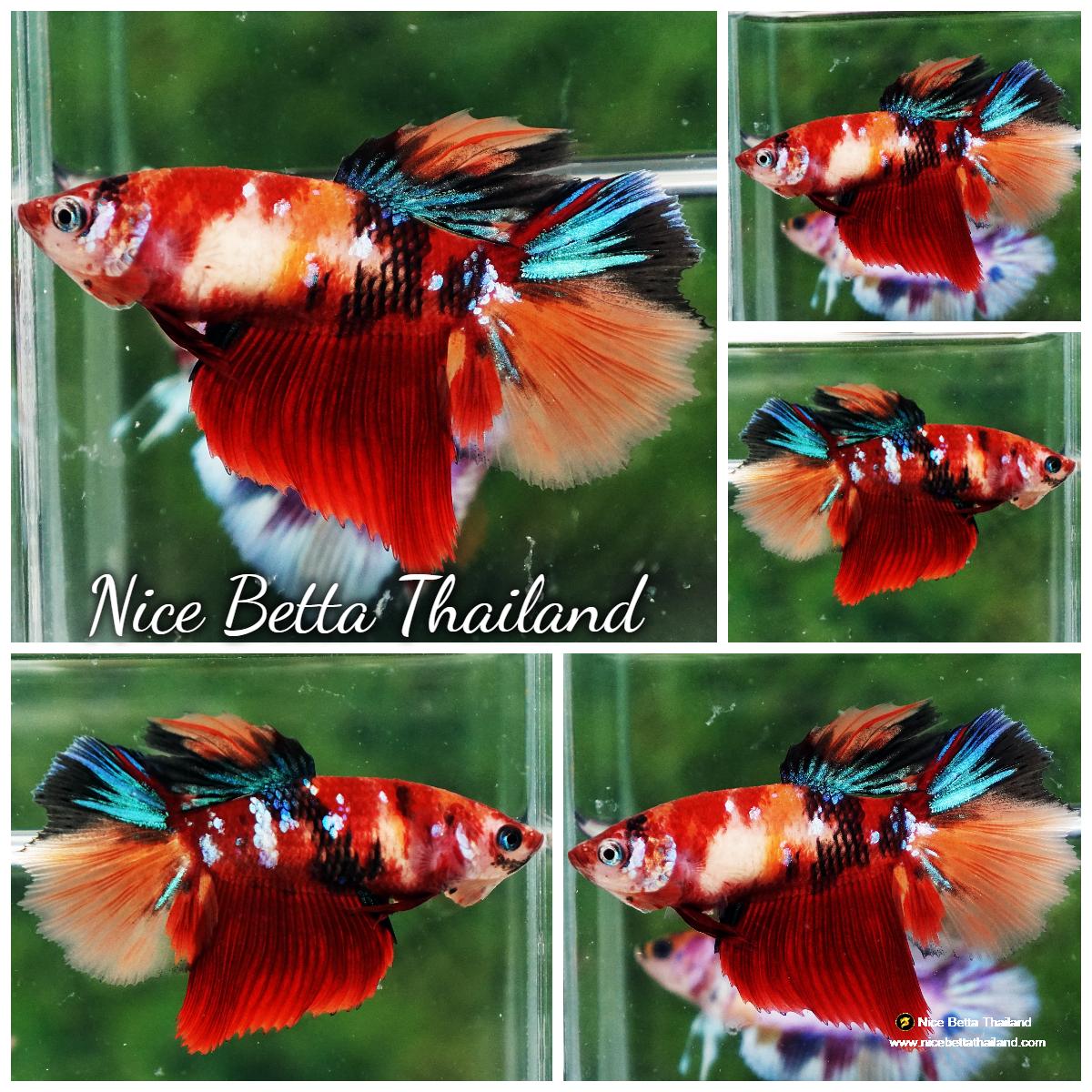 Betta fish Female HM Angry Emerald Candy Nemo - nicebettathailand.com