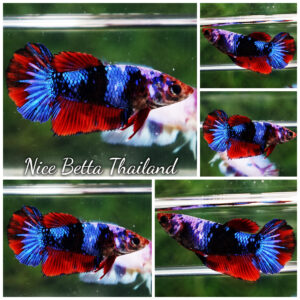 Betta fish Female HMPK Devil Avatar