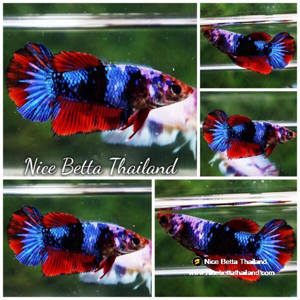 Betta fish Female HMPK Devil Avatar