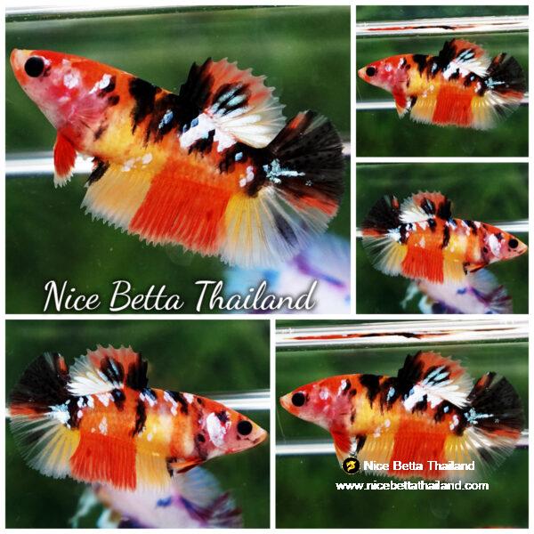 Betta fish Queen HM Copper Tiger
