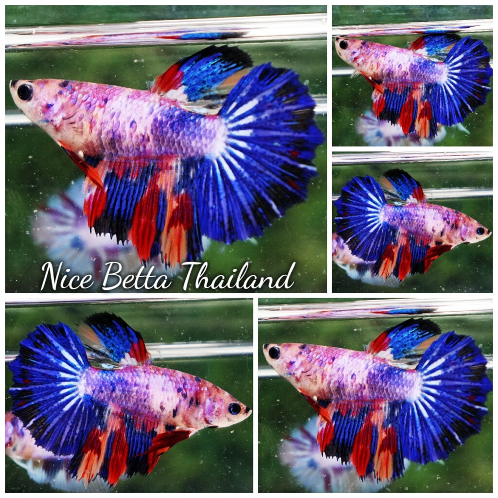 Betta fish Female HM Multicolor Rainbow Purple Marble ...