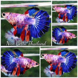 Betta fish Female HM Multicolor Rainbow Purple Marble