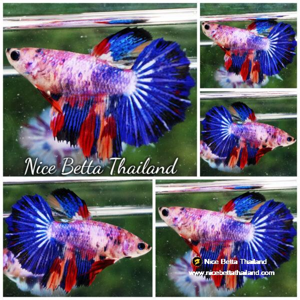 Betta fish Female HM Multicolor Rainbow Purple Marble