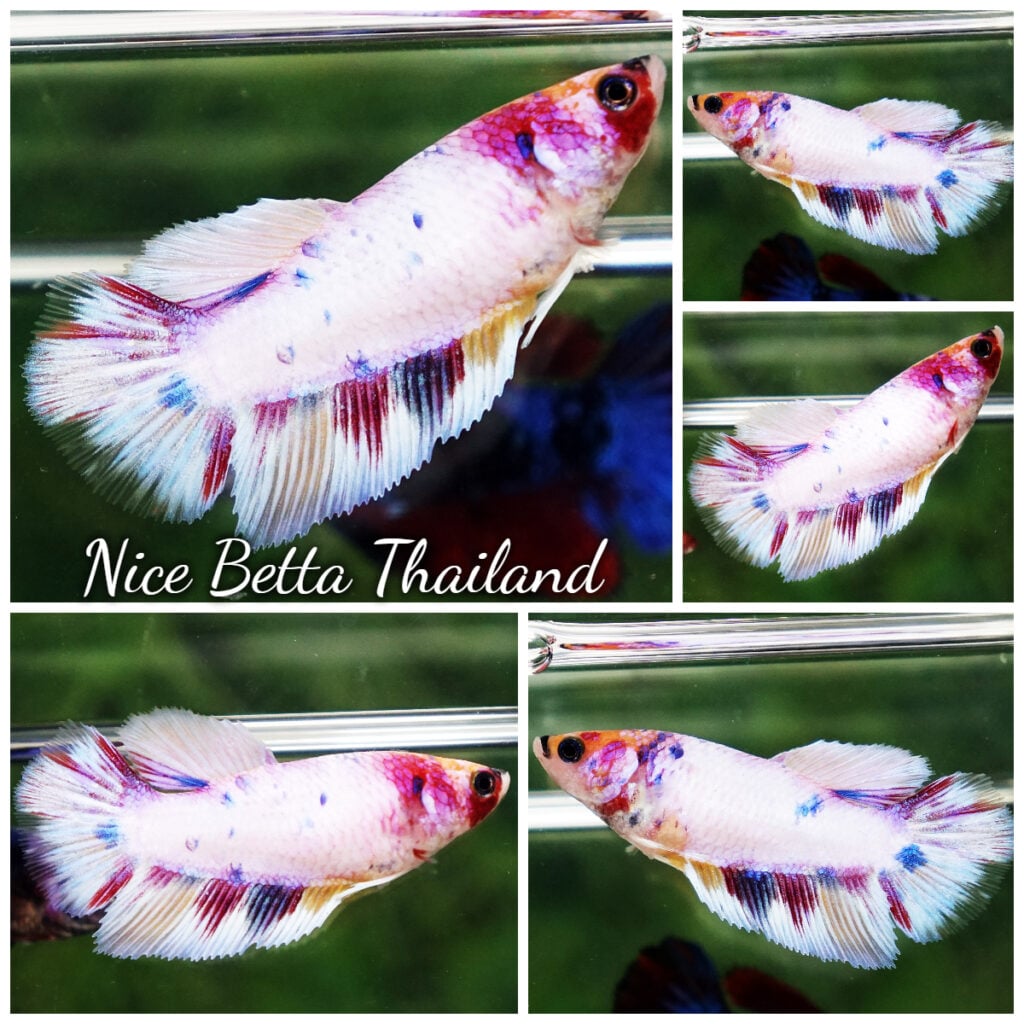 Betta fish Female HM Magical Purple Rainbow - nicebettathailand.com