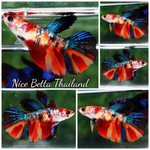 Betta fish Female HM Emerald Candy Nemo