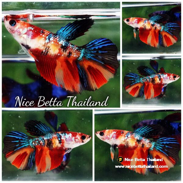 Betta fish Female HM Emerald Candy Nemo