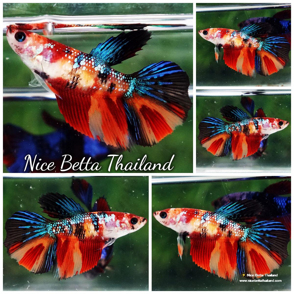 Betta fish Female HM Emerald Candy Nemo - nicebettathailand.com