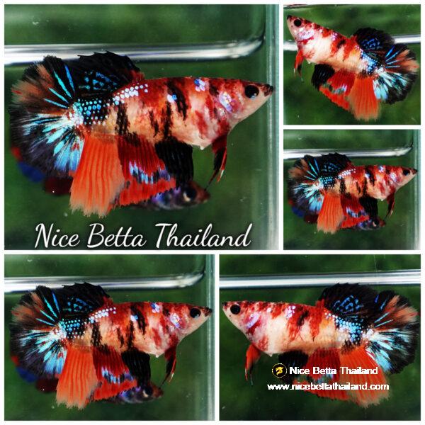 Betta fish Female HM Emerald Candy Nemo