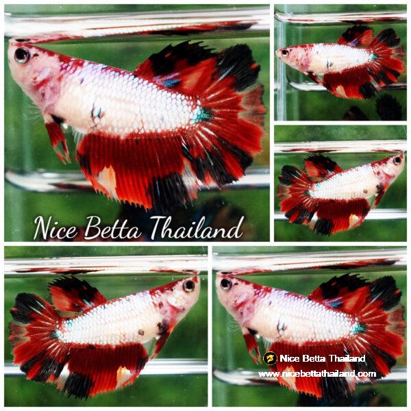Betta fish Female HM Fancy Red Evil Dragon
