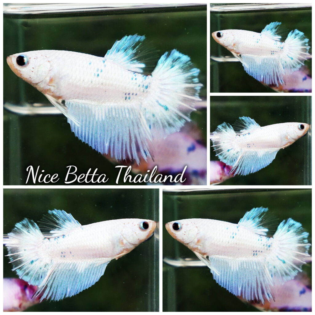 Betta fish Female HM Platinum Forzen Star - nicebettathailand.com