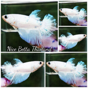 Betta fish Female HM Platinum Forzen Star