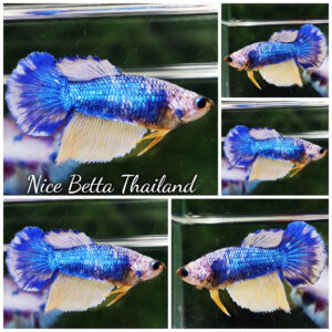 Betta fish Female HM Fancy Blue Macaw