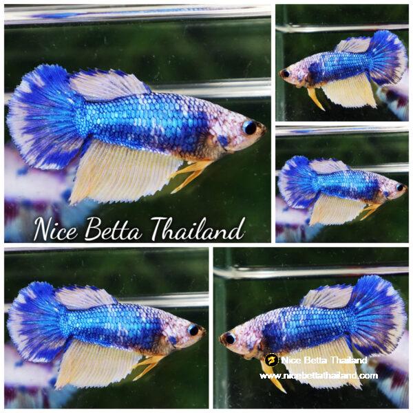 Betta fish Female HM Fancy Blue Macaw