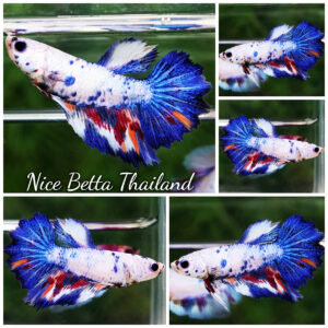 Betta fish Female HM Fancy Candy Marble