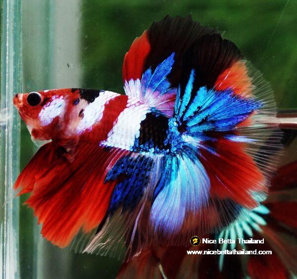 Betta fish OHM Flag of Yemen Koi - Image 2