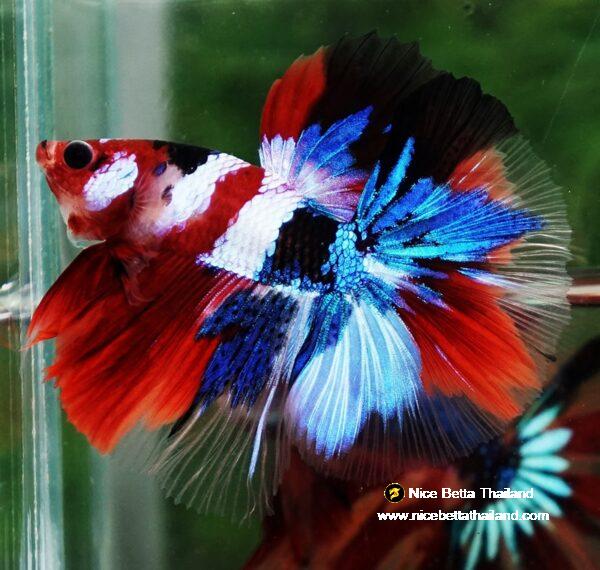 Betta fish OHM Flag of Yemen Koi - Image 4