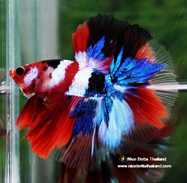 Betta fish OHM Flag of Yemen Koi - Image 6
