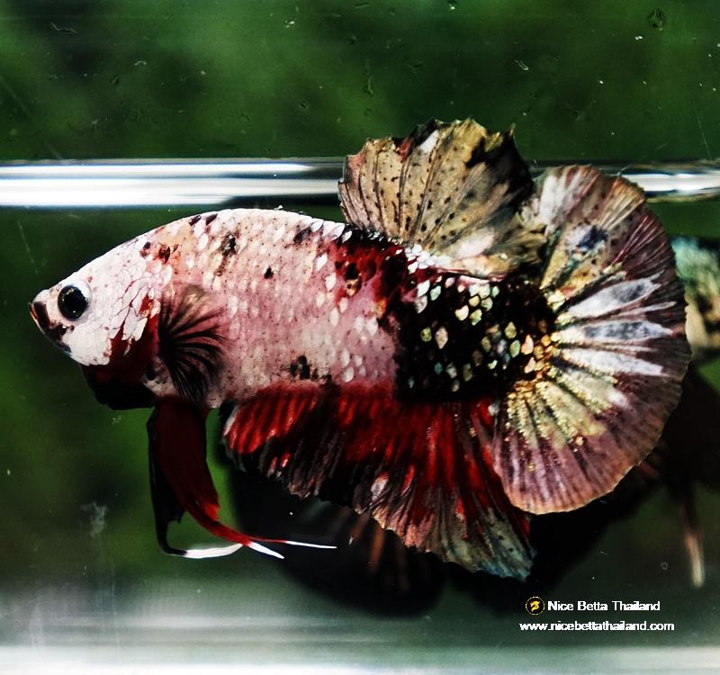 Dopper Fish Betta fish HMPK Red Copper Koi - nicebettathailand.com