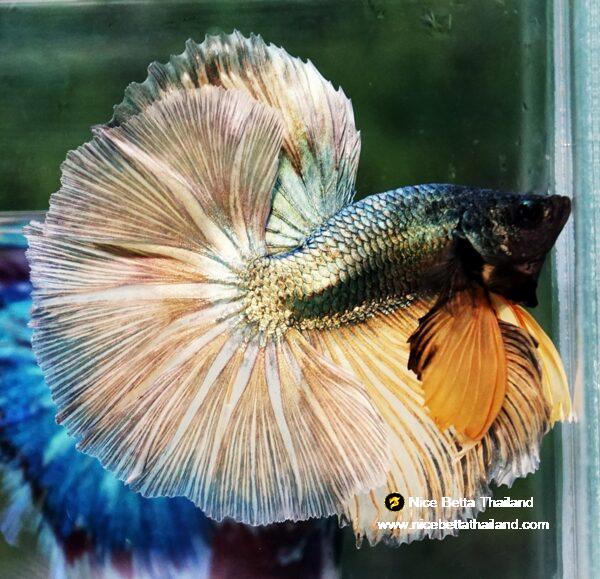 Betta fish OHM Copper Iron Musttard Sky Hawk - Image 5