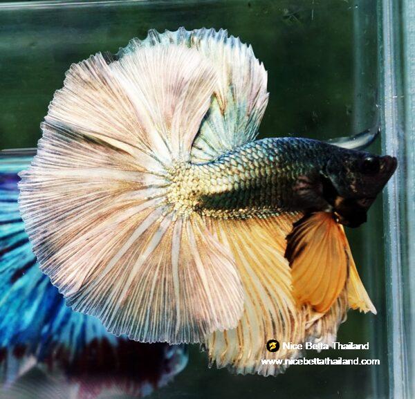 Betta fish OHM Copper Iron Musttard Sky Hawk - Image 3