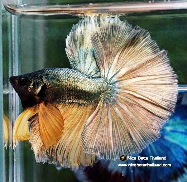 Betta fish OHM Copper Iron Musttard Sky Hawk - Image 4